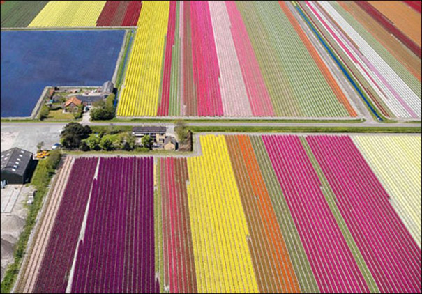 Polja lala u Holandiji 18 A.jpg